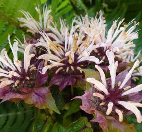 Zavinutka 'Ou Charm' - Monarda hybrida 'Ou Charm'