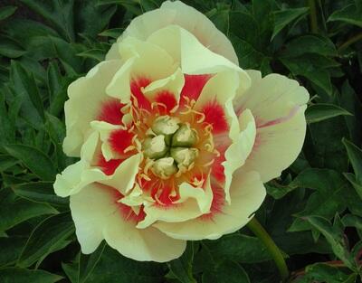 Pivoňka Itoh-hybrid 'Border Charm' - Paeonia Itoh-hybrid 'Border Charm'