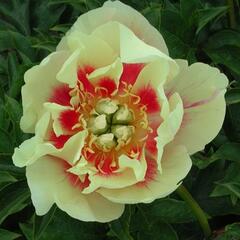 Pivoňka Itoh-hybrid 'Border Charm' - Paeonia Itoh-hybrid 'Border Charm'