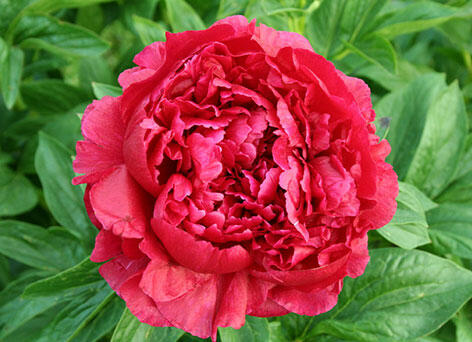 Pivoňka bělokvětá 'Henry Bockstoce' - Paeonia lactiflora 'Henry Bockstoce'