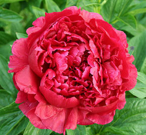 Pivoňka bělokvětá 'Henry Bockstoce' - Paeonia lactiflora 'Henry Bockstoce'