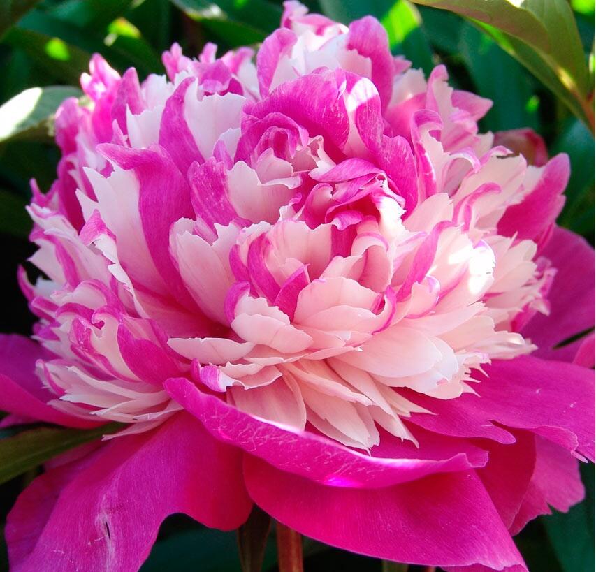 Pivoňka bělokvětá 'Celebrity' - Paeonia lactiflora 'Celebrity'