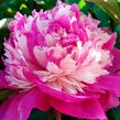 Pivoňka bělokvětá 'Celebrity' - Paeonia lactiflora 'Celebrity'