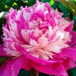 Pivoňka bělokvětá 'Celebrity' - Paeonia lactiflora 'Celebrity'