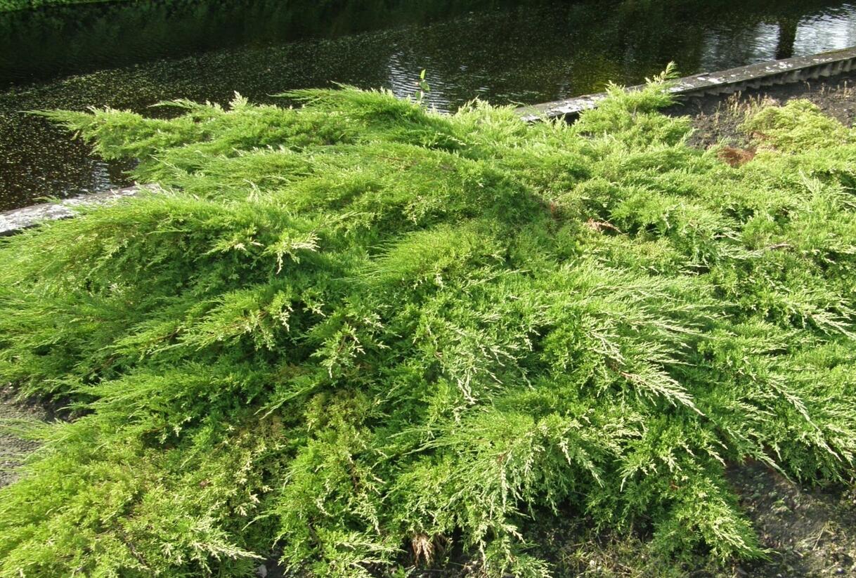 Jalovec prostřední 'Pfitzeriana' - Juniperus media 'Pfitzeriana'