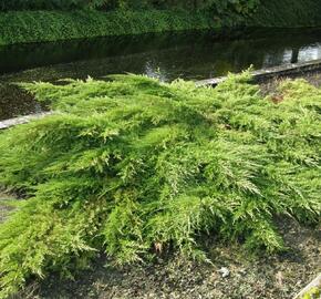 Jalovec prostřední 'Pfitzeriana' - Juniperus media 'Pfitzeriana'