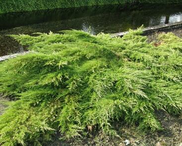 Jalovec prostřední 'Pfitzeriana'