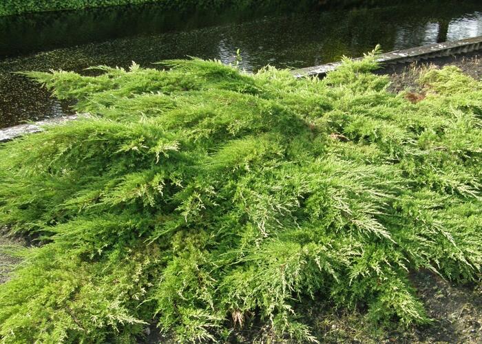 Jalovec prostřední 'Pfitzeriana' - Juniperus media 'Pfitzeriana'
