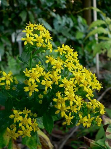 Zlatobýl - Solidago virgaurea minuta var. minutissima