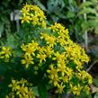 Zlatobýl - Solidago virgaurea minuta var. minutissima