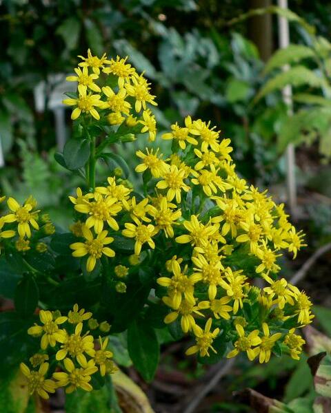 Zlatobýl - Solidago virgaurea minuta var. minutissima