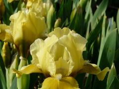 Kosatec 'Toskanerprinz' - Iris barbata-nana 'Toskanerprinz'