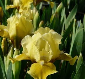 Kosatec 'Toskanerprinz' - Iris barbata-nana 'Toskanerprinz'