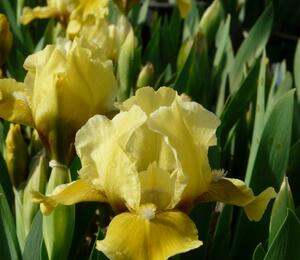 Kosatec 'Toskanerprinz' - Iris barbata-nana 'Toskanerprinz'