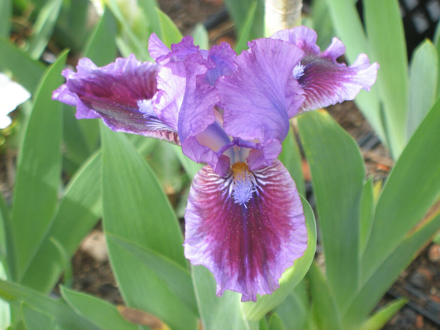 Kosatec německý 'Fairy Ballet' - Iris barbata-nana 'Fairy Ballet'