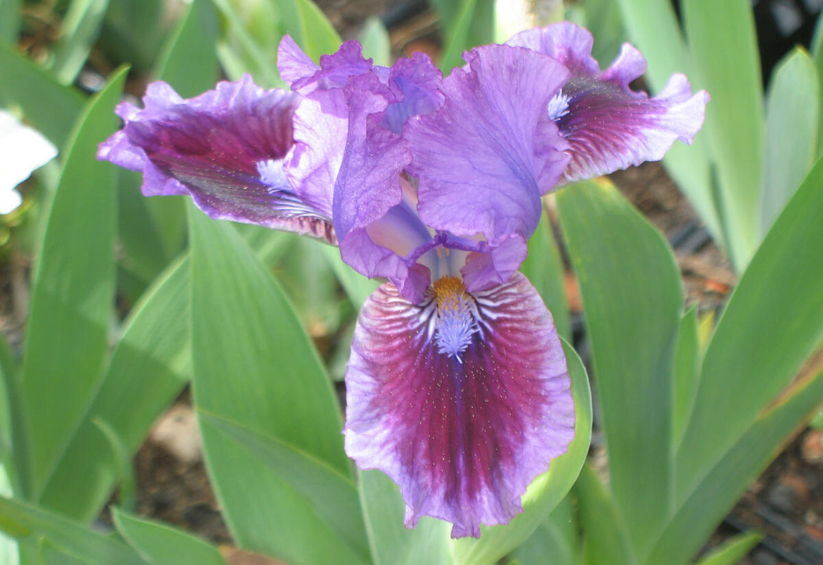 Kosatec nízký 'Fairy Ballet' - Iris barbata-nana 'Fairy Ballet'