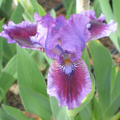 Kosatec německý 'Fairy Ballet' - Iris barbata-nana 'Fairy Ballet'