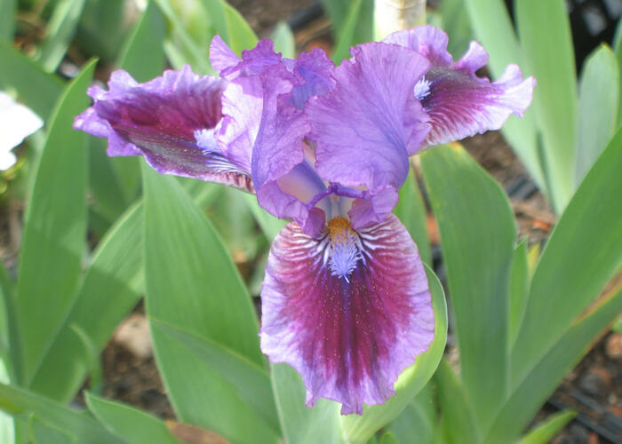 Kosatec německý 'Fairy Ballet' - Iris barbata-nana 'Fairy Ballet'