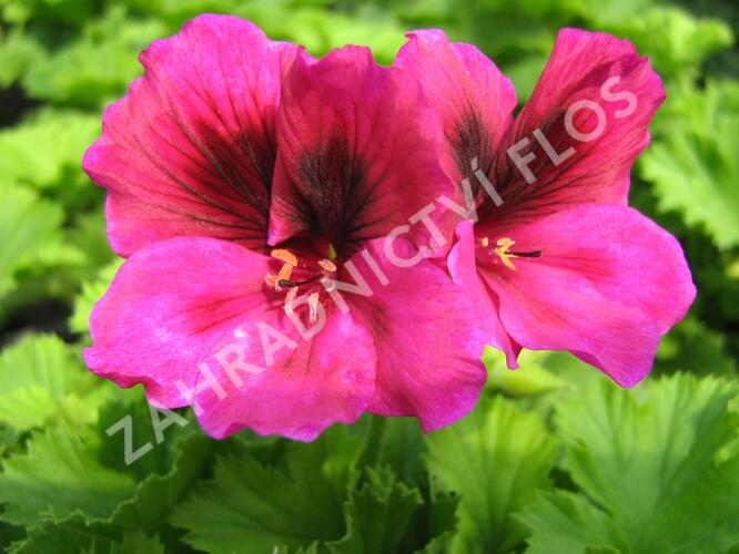 Muškát, pelargonie velkokvětá 'Aristo Claret' - Pelargonium grandiflorum 'Aristo Claret'