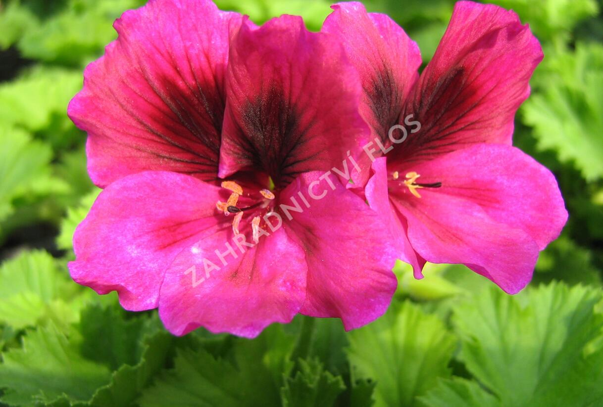 Muškát, pelargonie velkokvětá 'Aristo Claret' - Pelargonium grandiflorum 'Aristo Claret'