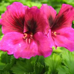 Muškát, pelargonie velkokvětá 'Aristo Claret' - Pelargonium grandiflorum 'Aristo Claret'