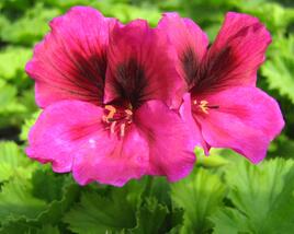 Muškát, pelargonie velkokvětá 'Aristo Claret'