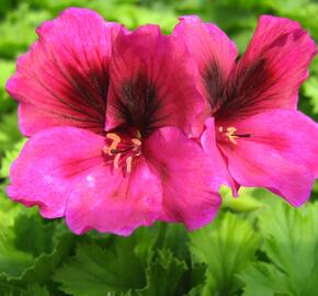 Muškát, pelargonie velkokvětá 'Aristo Claret' - Pelargonium grandiflorum 'Aristo Claret'