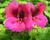Muškát, pelargonie velkokvětá 'Aristo Claret'