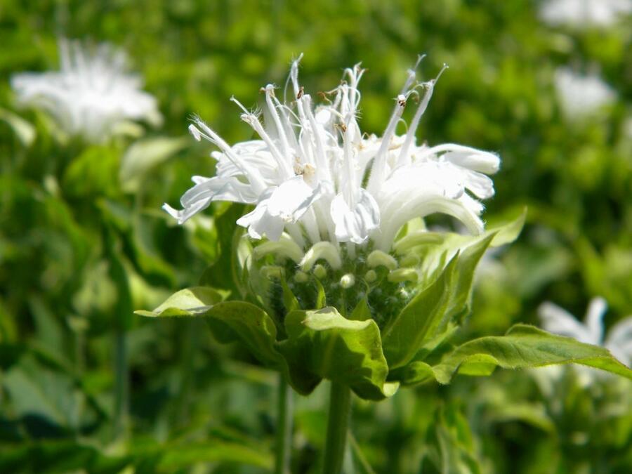 Zavinutka 'Schneewittchen' - Monarda hybrida 'Schneewittchen'