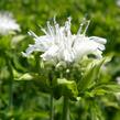 Zavinutka 'Schneewittchen' - Monarda hybrida 'Schneewittchen'