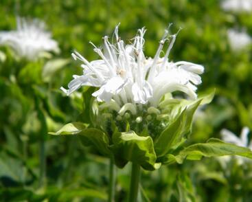 Zavinutka 'Schneewittchen'