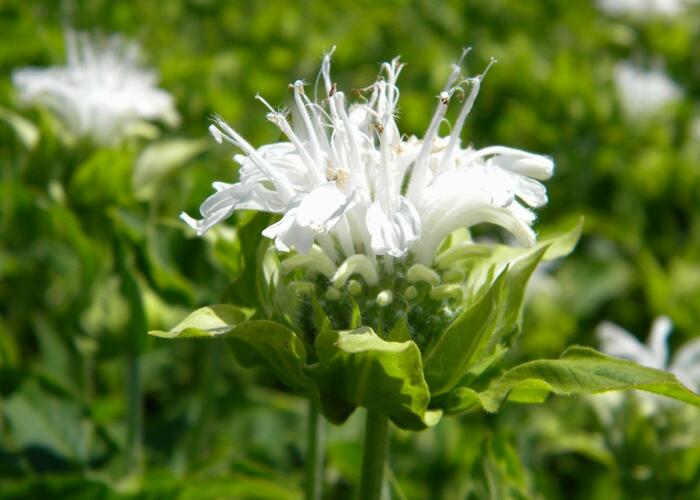 Zavinutka 'Schneewittchen' - Monarda hybrida 'Schneewittchen'