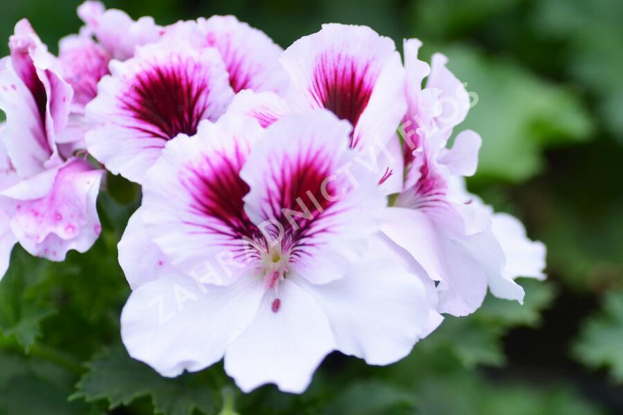 Muškát, pelargonie velkokvětá 'Aristo Petticoat' - Pelargonium grandiflorum 'Aristo Petticoat'