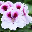 Muškát, pelargonie velkokvětá 'Aristo Petticoat' - Pelargonium grandiflorum 'Aristo Petticoat'