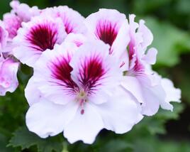 Muškát, pelargonie velkokvětá 'Aristo Petticoat'