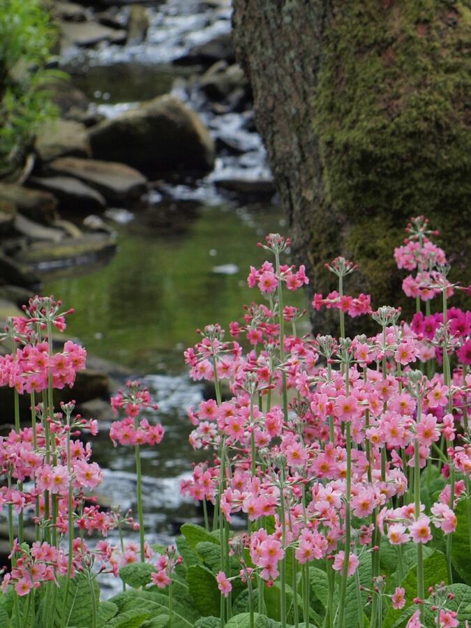 Prvosenka japonská 'Apple Blossom' - Primula japonica 'Apple Blossom'