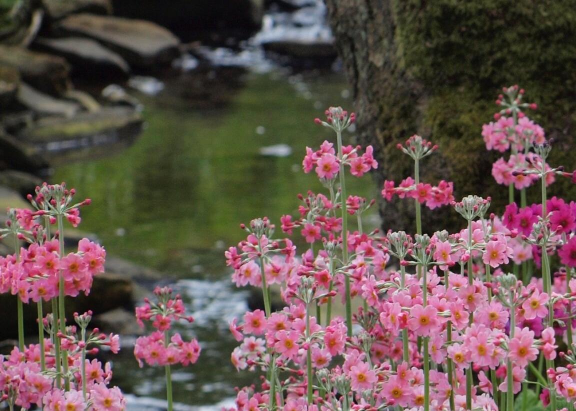 Prvosenka japonská 'Apple Blossom' - Primula japonica 'Apple Blossom'