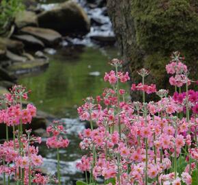 Prvosenka japonská 'Apple Blossom' - Primula japonica 'Apple Blossom'