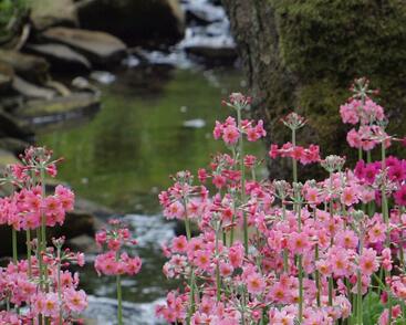 Prvosenka japonská 'Apple Blossom'