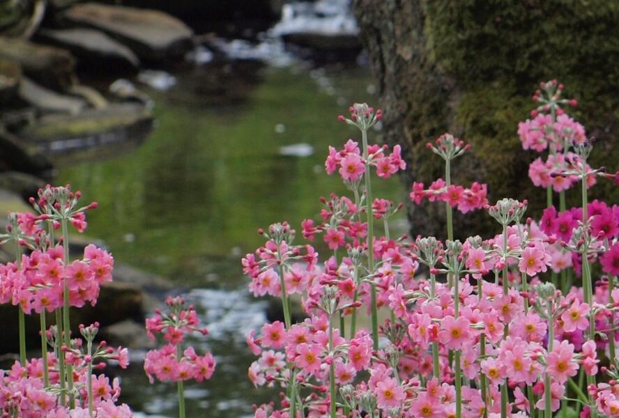 Prvosenka japonská 'Apple Blossom' - Primula japonica 'Apple Blossom'