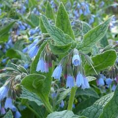 Kostival 'Hidcote Blue' - Symphytum grandiflorum 'Hidcote Blue'