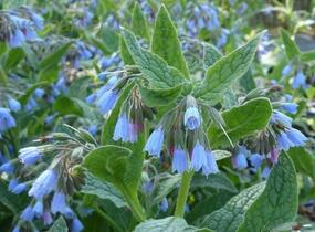 Kostival velkokvětý 'Hidcote Blue' - Symphytum grandiflorum 'Hidcote Blue'