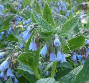 Kostival 'Hidcote Blue' - Symphytum grandiflorum 'Hidcote Blue'