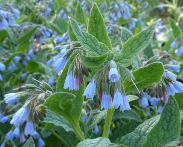 Kostival velkokvětý 'Hidcote Blue'