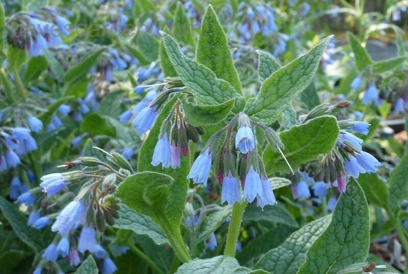 Kostival velkokvětý 'Hidcote Blue' - Symphytum grandiflorum 'Hidcote Blue'