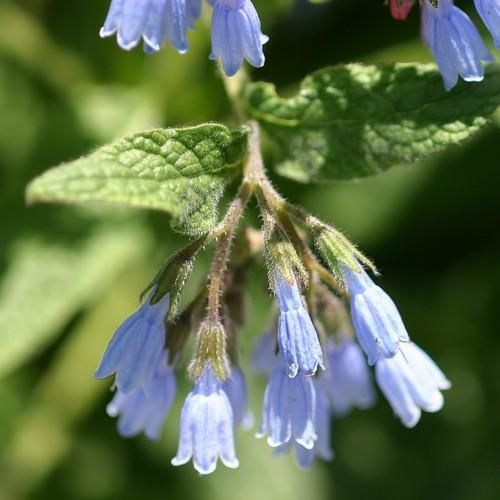 Kostival velkokvětý 'Hidcote Blue' - Symphytum grandiflorum 'Hidcote Blue'