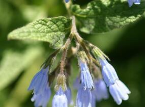 Kostival velkokvětý 'Hidcote Blue' - Symphytum grandiflorum 'Hidcote Blue'