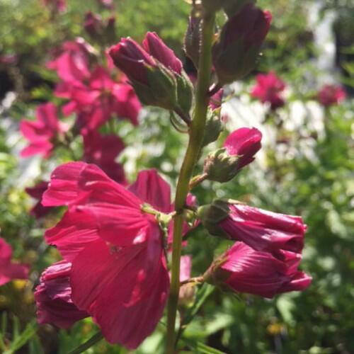 Slézovník 'Croftway Red' - Sidalcea 'Croftway Red'