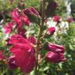 Slézovník 'Croftway Red' - Sidalcea 'Croftway Red'