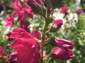 Slézovník 'Croftway Red' - Sidalcea 'Croftway Red'